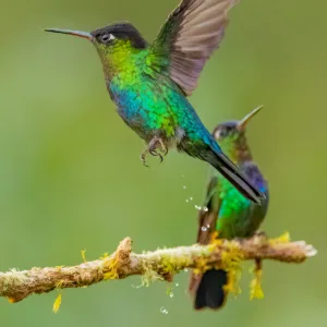 Birds, Colibri, Costa Rica, Dota