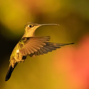 Birds, Colibri, Costa Rica, Dota