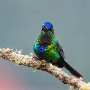 Birds, Colibri, Costa Rica, Dota