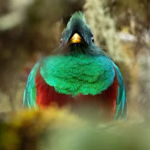 Birds, Costa Rica, Parque National Los Quetzales, Quetzal