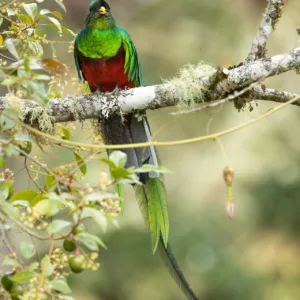 Birds, Costa Rica, Parque National Los Quetzales, Quetzal