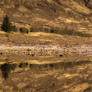 Landscape, Scotland, Spring