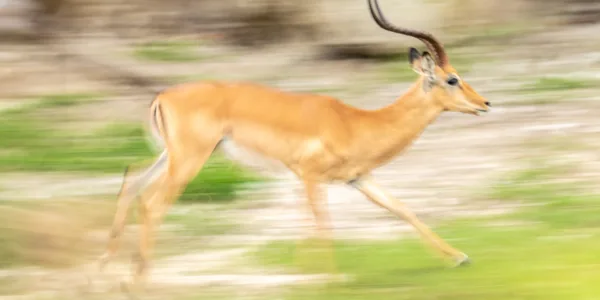 Botswana, Chobe, Impala, Mamals, Slow Motion Panning