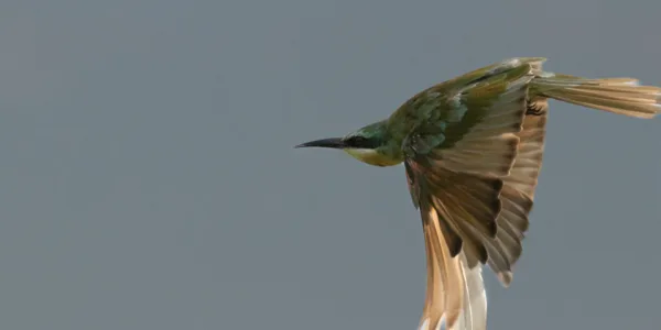 Bee-eater, Botswana, Chobe, Panning