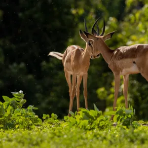 Botswana, Chobe, Impala, Mamals