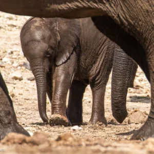 Botswana, Chobe, Elephants, Mamals, bathing