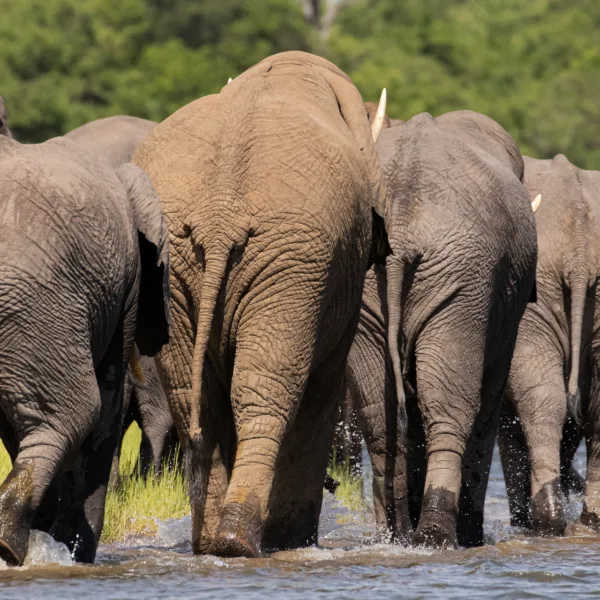 Botswana, Chobe, Elephants, Mamals, bathing