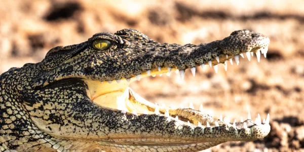 Botswana, Chobe, Crocodile, Krokodil, Low Key, Wasser