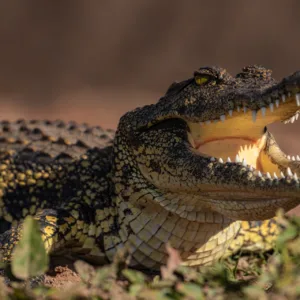 Botswana, Chobe, Crocodile, Krokodil, Low Key, Wasser