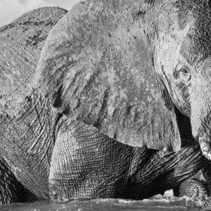 Bath, Black & White, Botswana, Chobe, Elephants, Mamals, swimming