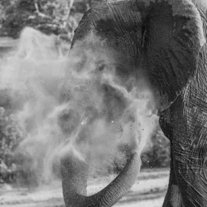 Black & White, Botswana, Chobe, Dust, Elephants, Mamals