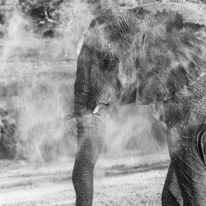 Black & White, Botswana, Chobe, Dust, Elephants, Mamals