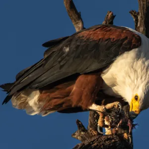 Botswana, Chobe, Fisch Adler, Fish Eagle, Fressen, Tierfotografie, Vogel, Vögel