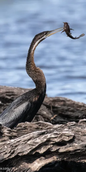 Botswana, Chobe, Fisch Adler, Fressen, Reed Cormorant, Vögel