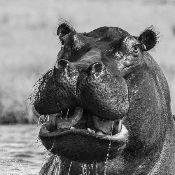 Black & White, Botswana, Chobe, Hippo