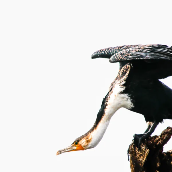 Botswana, Chobe, Vögel, White -breasted Cormorant