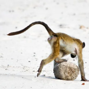 Baboons, Beach, Botswana, Chobe, Sand