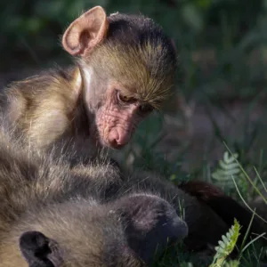 Baboons, Beach, Botswana, Chobe, Sand