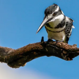 Botswana, Chobe, Kingfisher, Ped-Kingfisher, Vögel