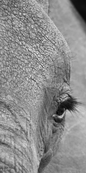 Black & White, Botswana, Chobe, Elephants, Mamals