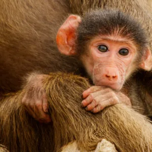 Baboons, Babys, Botswana, Chobe