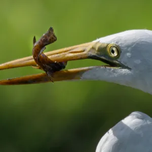 Botswana, Chobe, Great Egret, Vögel