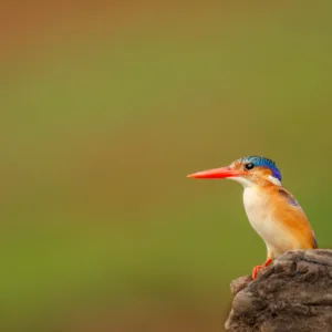 Botswana, Chobe, Kingfisher, Malachite Kingfisher, Vögel