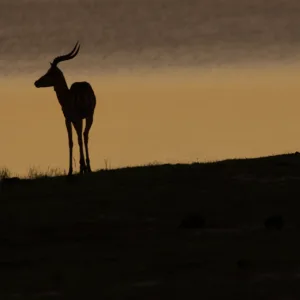 Botswana, Chobe, Impala, Mamals, Silhouette