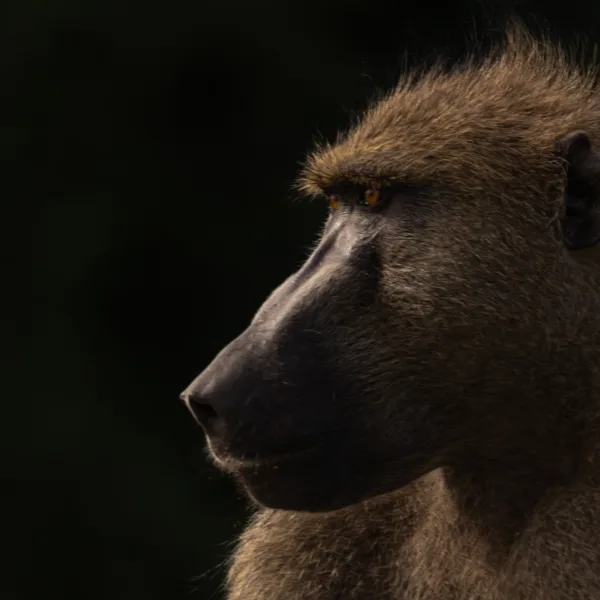 Baboons, Babys, Botswana, Chobe, Low Key, Mamals