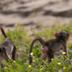 Baboons, Babys, Beach, Botswana, Chobe, Low Key