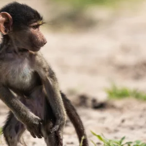 Baboons, Babys, Beach, Botswana, Chobe, Low Key