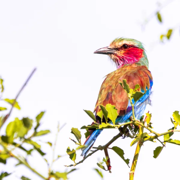 Botswana, Chobe, Lilac Breasted Roller, Vögel