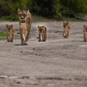 Botswana, Chobe, Cub, Cubs, Lions, Mamals