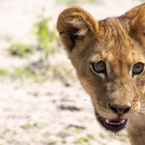 Botswana, Chobe, Cub, Cubs, Lions, Mamals