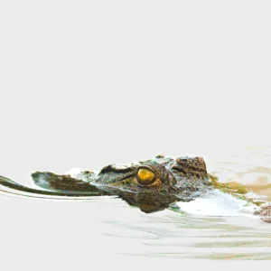 Botswana, Chobe, Crocodile