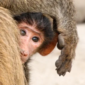 Baboons, Botswana, Chobe, Mamals