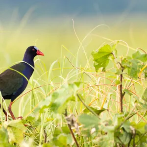 Botswana, Chobe, Gallinule, Birds