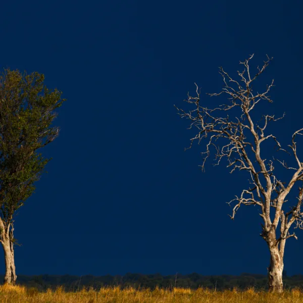 Botswana, Chobe, Landscape, Trees