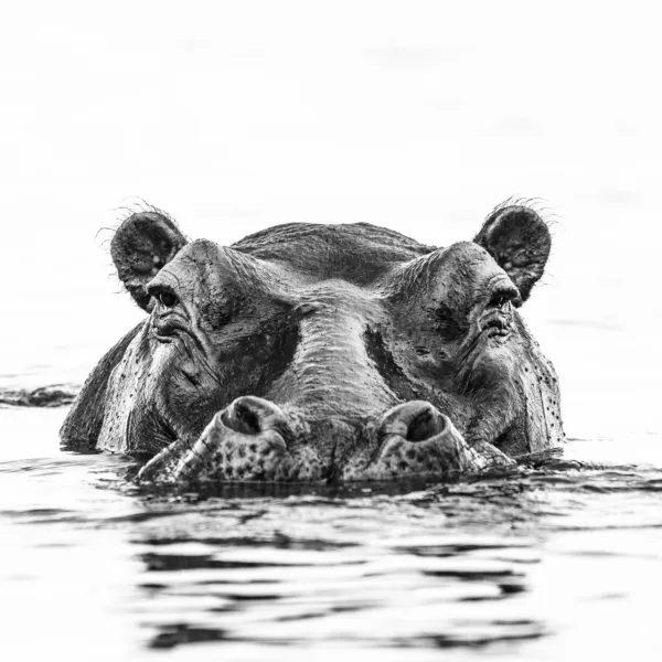 Black & White, Botswana, Chobe, Hippo, Mamals