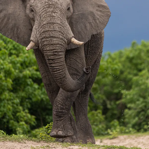 Botswana, Chobe, Elephants, Mamals, Water