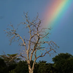 Botswana, Chobe, Landscape. Tree, Rainbow