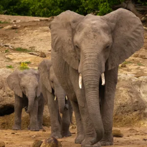 Botswana, Chobe, Elephants, Mamals, Water