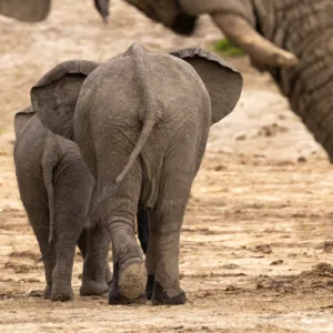 Botswana, Chobe, Elephants, Mamals, Water