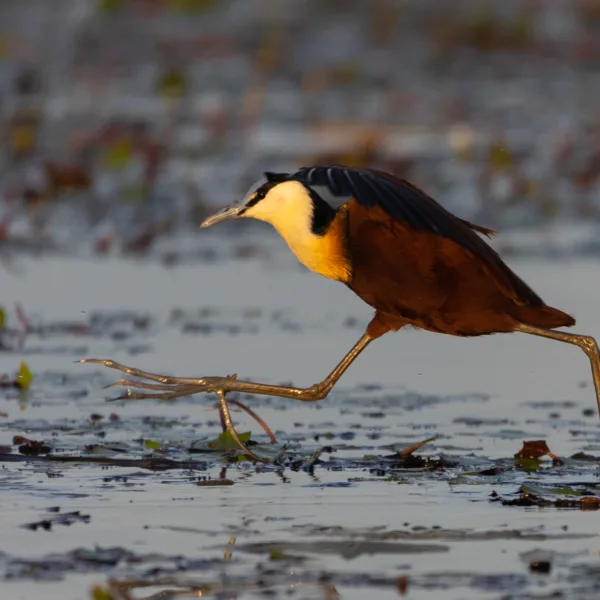 Botswana, Chobe, Jacanas, Panning, Vögel