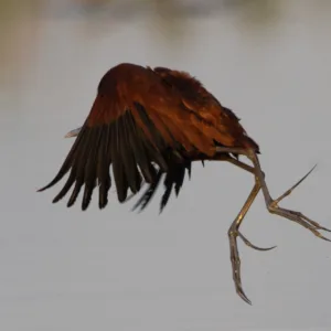 Botswana, Chobe, Jacanas, Panning, Vögel