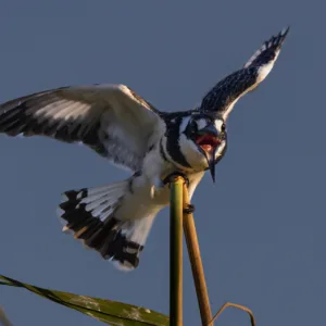 Botswana, Chobe, Fights, Kingfisher, Pied Kingfischer