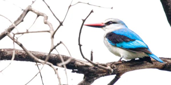 Botswana, Chobe, Kingfisher, Woodland Kingfisher