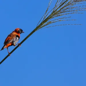 Botswana, Chobe, Red Bishop, Vögel