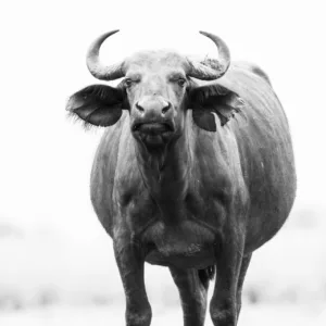 Black & White, Botswana, Buffalo, Chobe, Mamals