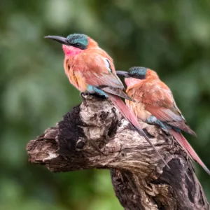 Botswana, Chobe, Southern Carmine Bee-eater, Vögel